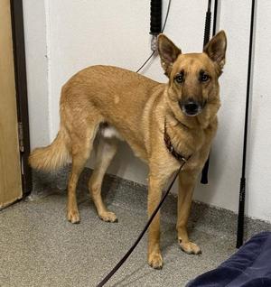 Apollo, Belgian Shepherd / Sheepdog, adult, available for adoption