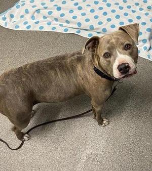 A tan and white pit bull dog stands on a speckled grey floor, looking at the camera. A leash is attached to its collar.