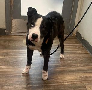 Bruno, Pit Bull Terrier / Siberian Husky, adult, available for adoption