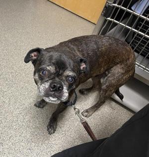 Cygnus, Boston Terrier / Pug, senior, available for adoption