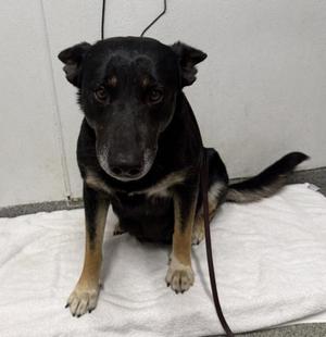 Almond, German Shepherd Dog, adult, available for adoption
