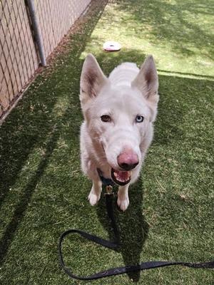 Bluebell, Siberian Husky, adult, available for adoption