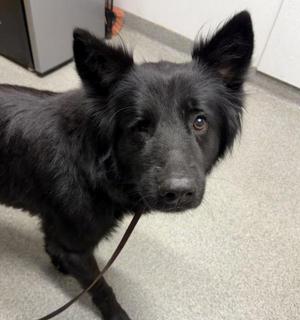 Chance, German Shepherd Dog, adult, available for adoption