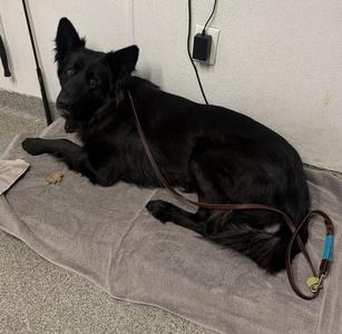 Feyre, Siberian Husky, young, available for adoption