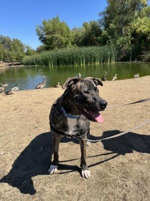 Astrid, Mastiff / Pit Bull Terrier, young, available for adoption