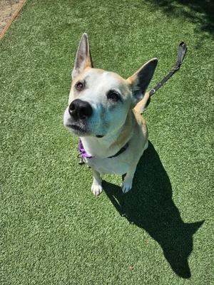 A tan and white dog looking up at the camera while on a leash on green artificial turf.