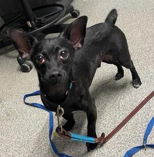 Carlos, Chihuahua, adult, available for adoption