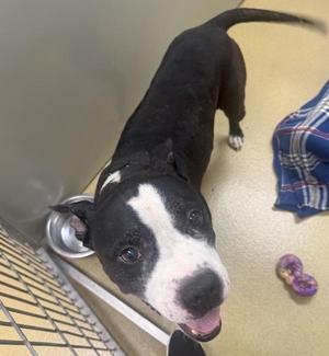 Cheese, Pit Bull Terrier, senior, available for adoption