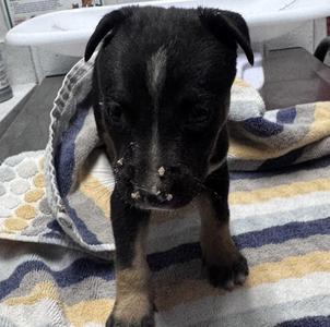 David, Pit Bull Terrier, puppy, available for adoption