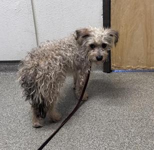 A small, scruffy dog with curly, light-colored fur is standing on a gray carpeted floor. The dog is wearing a black leash and appears to be looking directly at the camera. The background includes a white wall and a wooden door.