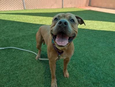 A brown dog with a happy expression standing on green artificial grass.