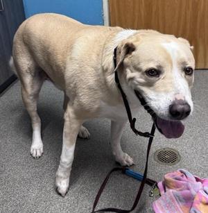 Bear, Labrador Retriever, adult, available for adoption