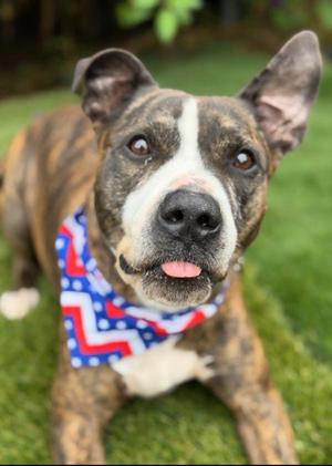 Ace, Boxer, adult, available for adoption