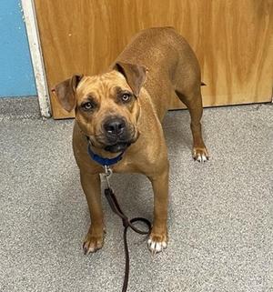 Gracie, Pit Bull Terrier, adult, available for adoption