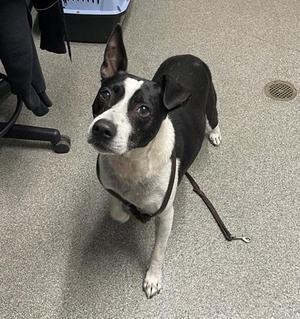 A black and white dog standing on a gray carpeted floor, looking up with its ears perked up. The dog is wearing a harness and leash.