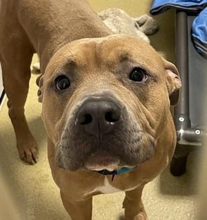 Cairo, Pit Bull Terrier, adult, available for adoption