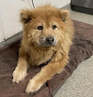 Ellie, Chow Chow, senior, available for adoption