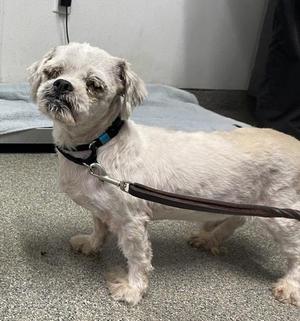 Hank, Poodle / Shih Tzu, adult, available for adoption
