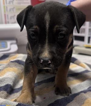 Dougie, Pit Bull Terrier, puppy, available for adoption