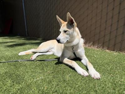 Cabo, Shepherd, young, available for adoption