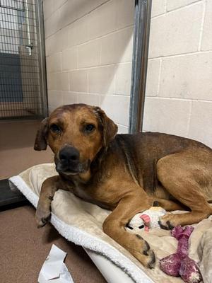 Benjamin George Biscuit Iii, Shepherd, adult, available for adoption