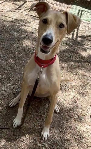 Hestia, Labrador Retriever / Pit Bull Terrier, adult, available for adoption