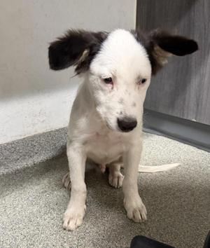 Bryan, Australian Shepherd, puppy, available for adoption