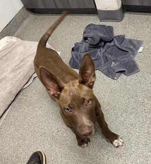 Fiona, Pit Bull Terrier / Bull Terrier, puppy, available for adoption