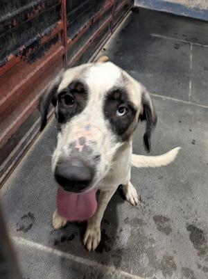 Juno, Anatolian Shepherd Mix, young, available for adoption