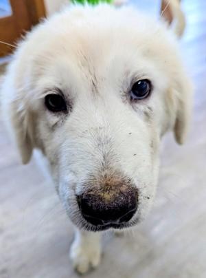 A close-up of a white puppy with dark eyes and a black nose, looking directly at the camera.