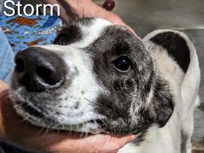 Storm, Anatolian Shepherd and Great Pyrenees, young, available for adoption
