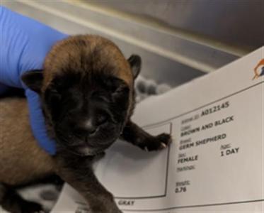 BONBON, German Shepherd Dog, puppy, available for adoption