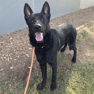 A black dog standing on grass with its mouth open, appearing happy and energetic.