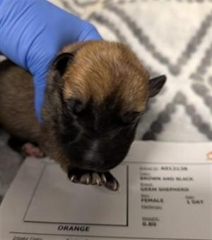 CHERRY, German Shepherd Dog, puppy, available for adoption
