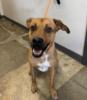 BLAZE, German Shepherd Dog / Rhodesian Ridgeback, adult, available for adoption