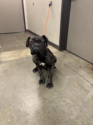 A brindle-colored dog with a black muzzle and white chest patch, sitting on a concrete floor, attached to a leash.