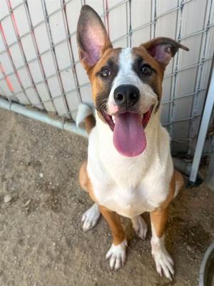 BABY, Boxer / Bull Terrier, young, available for adoption
