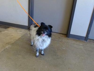 A black and white dog with a fluffy coat is standing on a concrete floor, wearing an orange leash. The dog has a happy expression with its mouth open, showing its tongue. The background consists of a plain wall with a door frame.