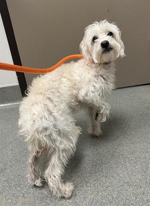A white, fluffy dog standing on a gray carpeted floor, wearing an orange leash.