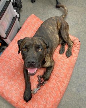 COWBOY, Mastiff / Mixed Breed, young, available for adoption