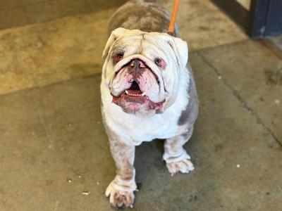 DOM, English Bulldog, young, available for adoption