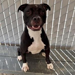 BRUNO, Pit Bull Terrier, young, available for adoption