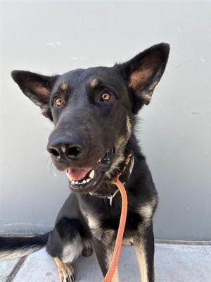 CLYDE, German Shepherd Dog, adult, available for adoption