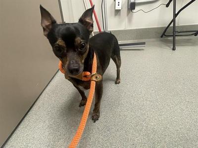 BRUNO, Chihuahua, adult, available for adoption