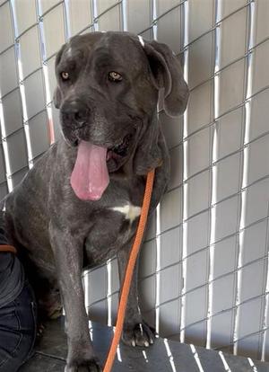 BROCK, Cane Corso, adult, available for adoption