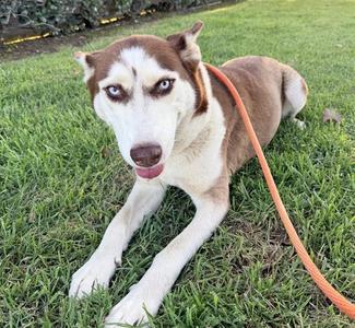 ARIA, Siberian Husky, adult, available for adoption
