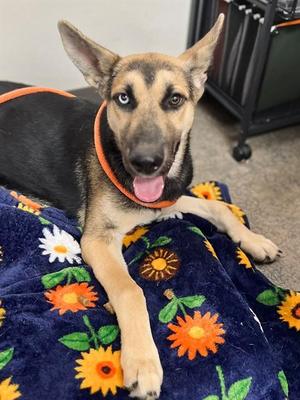 BELL, German Shepherd Dog, young, available for adoption