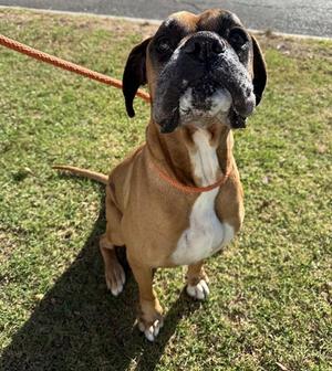 BUB, Boxer, senior, available for adoption