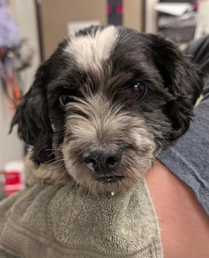 BURT, Terrier, adult, available for adoption