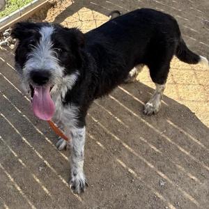 CINDER, Poodle / Border Collie, young, available for adoption